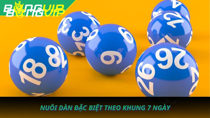 Nuôi dàn đặc biệt theo khung 7 ngày